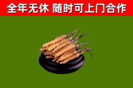 维西回收散虫草