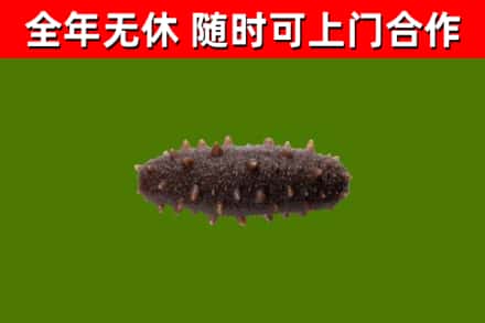 维西回收海参干